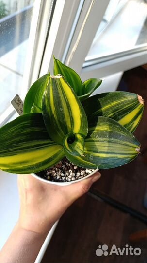 Сансевиерия сортовая Green mold var