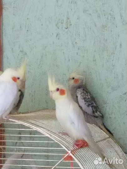 Попугай корелла