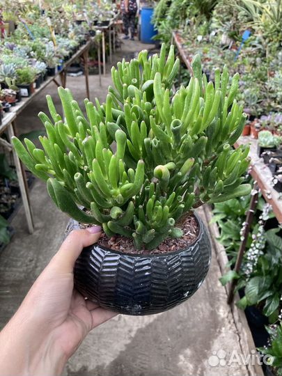Крассулы взрослые из питомника растений