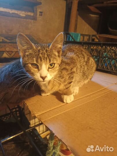 Котята ищут дом