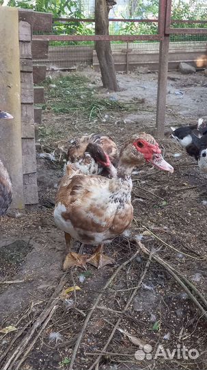 Индоутка мускусная утка