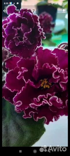 Детки сортовых фиалок