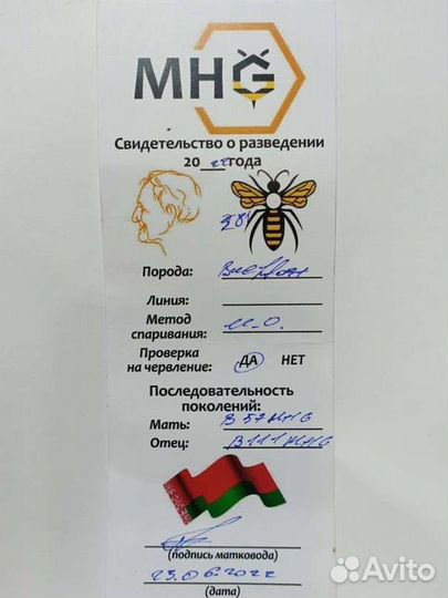 Пчеломатки Бакфаст