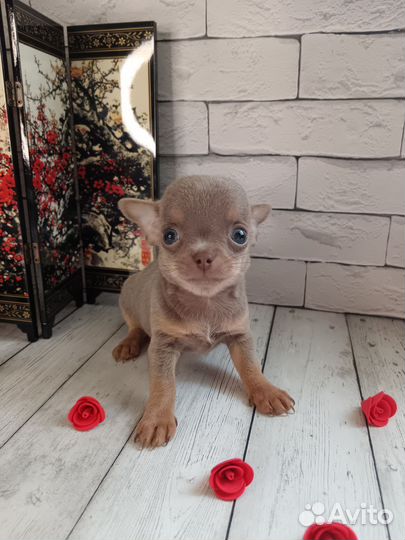 Щенки чихуахуа