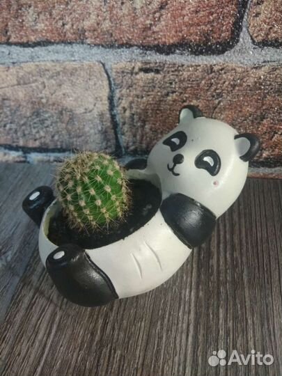 Кактус в кашпо ручной работы
