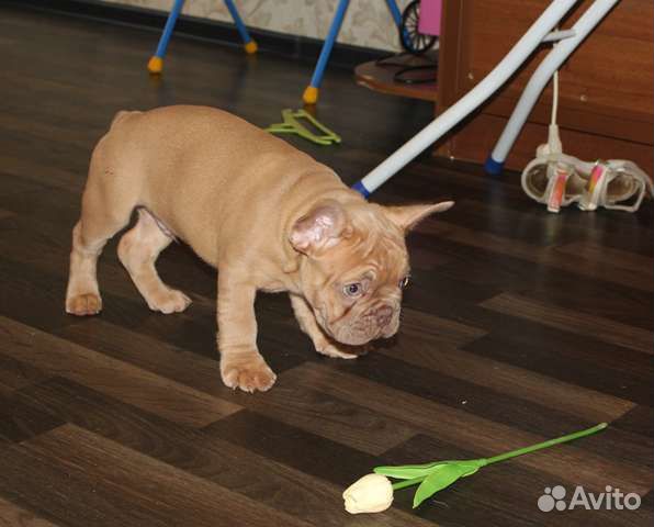 Бульдог Изабелла