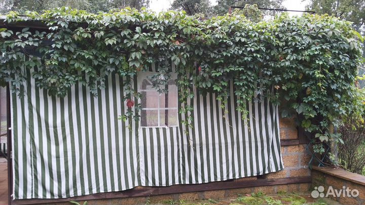 Виноград девичий пятилисточковый