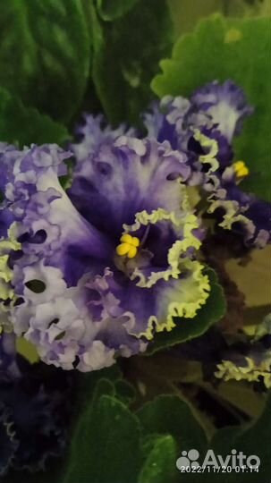 Сортовые фиалки