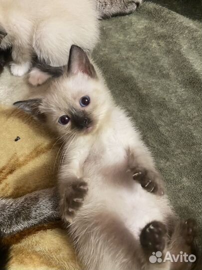 Сиамские котята