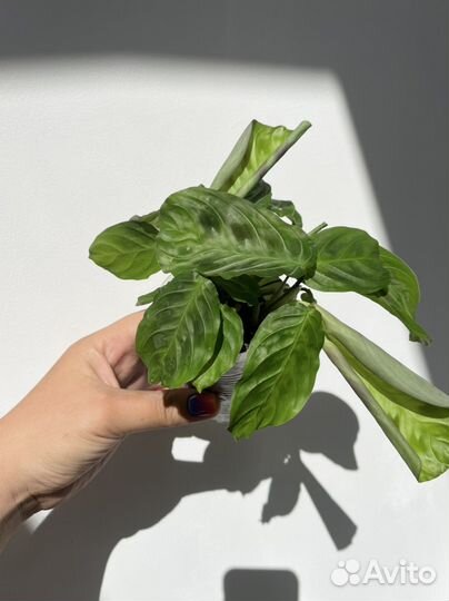 Черная маранта Усы кота, Cat moustache