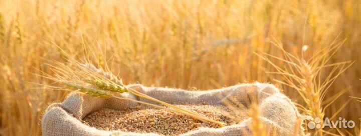 Яровая пшеница