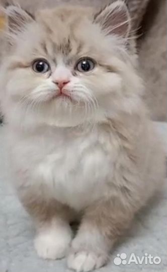 Котёнок