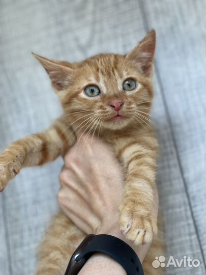 Рыжий котенок 2,5-3 месяца