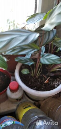 Домашние цветы