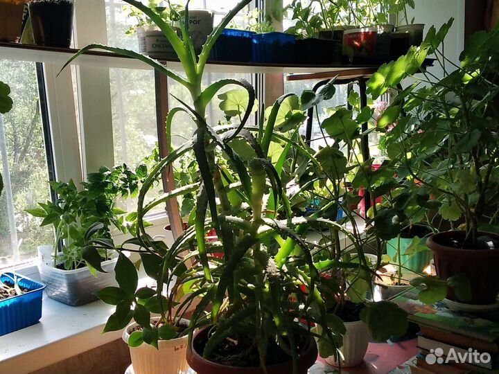 Алоэ комнатное растение