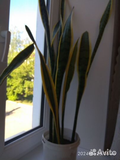 Сансевиерия