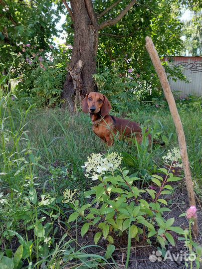 Собака для вязки