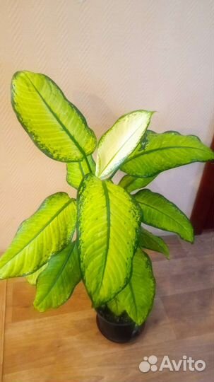Большие комнатные цветы