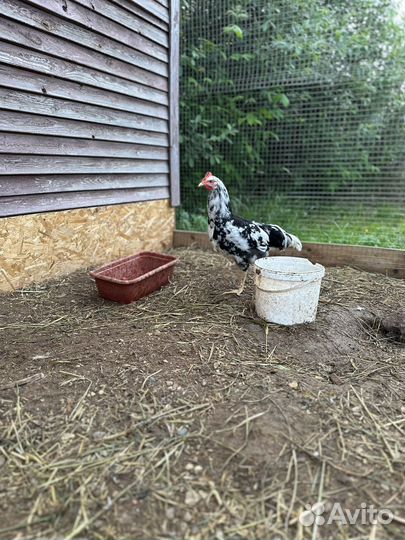 Петухи Австралорп пестрый