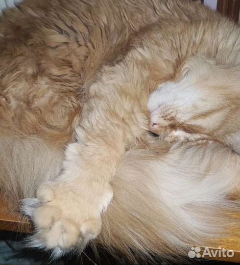 Отдам в хорошие руки рыжего. 3года