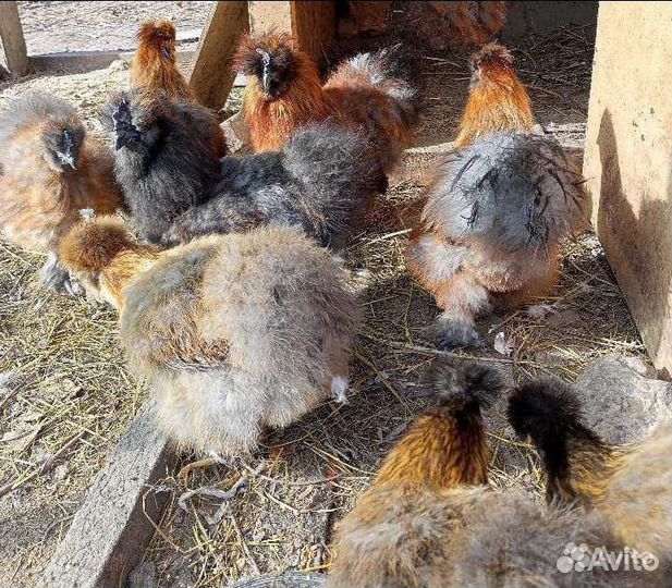 Петух Цыпы Китайские Шёлковые А.С.К Кохинхин яйцо