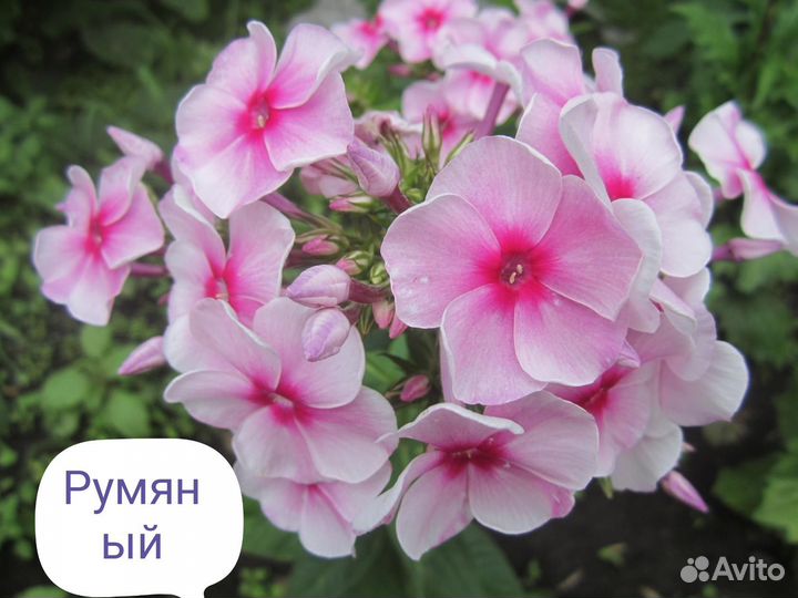 Флоксы многолетние