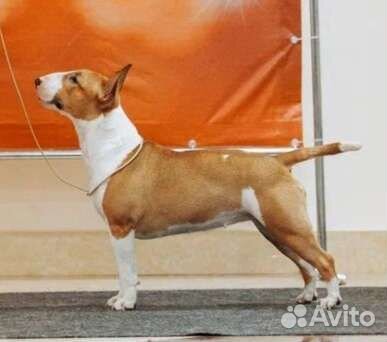 Миниатюрный бультерьер щенки