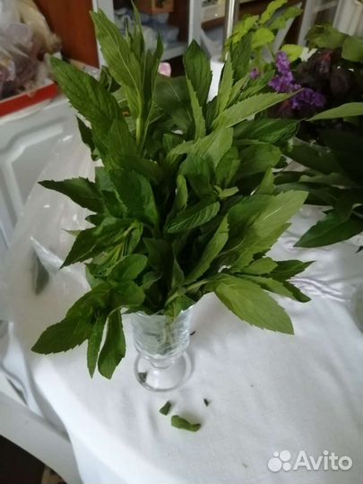 Мята свежая