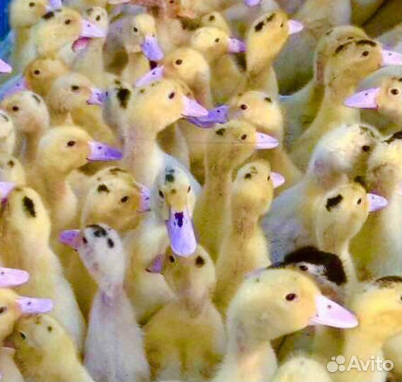 Птичник Ершовский занимается продажей птицы