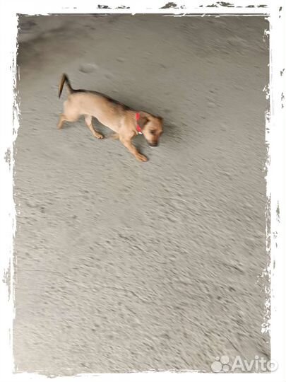 Собаки бесплатно в добрые руки