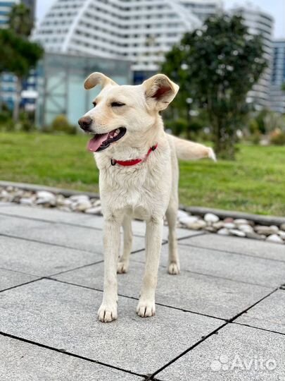 Собака в добрые руки