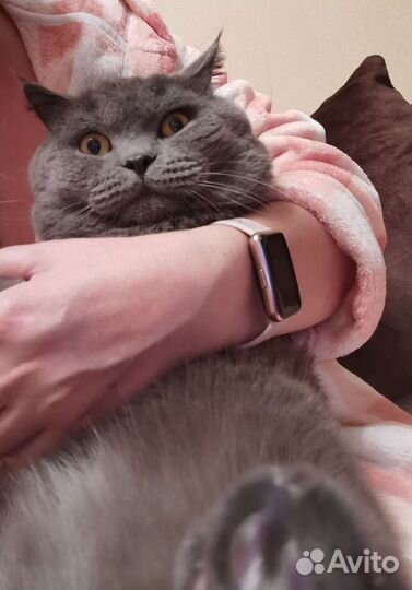 Британский кот вязка