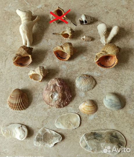 Морские ракушки и камни натуральные