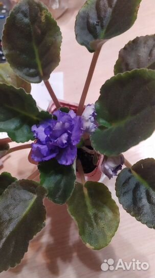 Сортовые фиалки