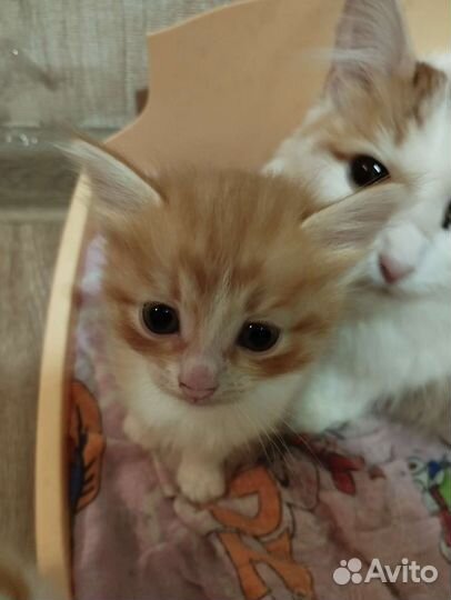 Домашние животные кошки