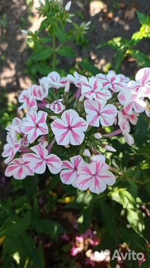 Многолетние садовые цветы для вашего сада