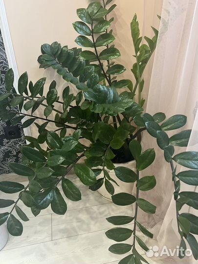 Замиокулькас