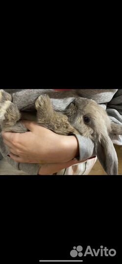 Карликовый кролик минилоп