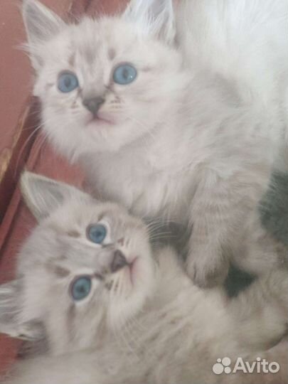 Тайский котик