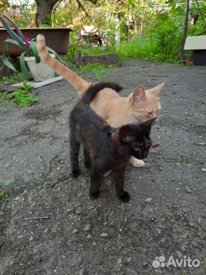 Кошечка в добрые руки