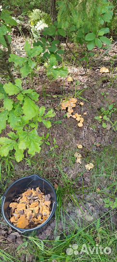 За лисичками в Калужскую область