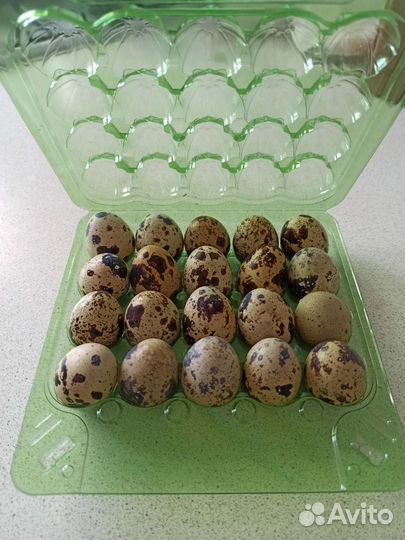 Домашние перепелиные яйца