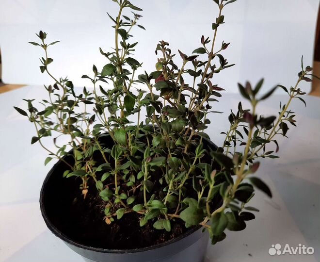 Мята шоколадная, яблочная, мохито, курчавая и др