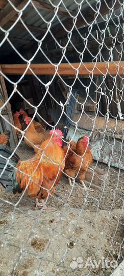 Куры семьями, цесарки, индюки