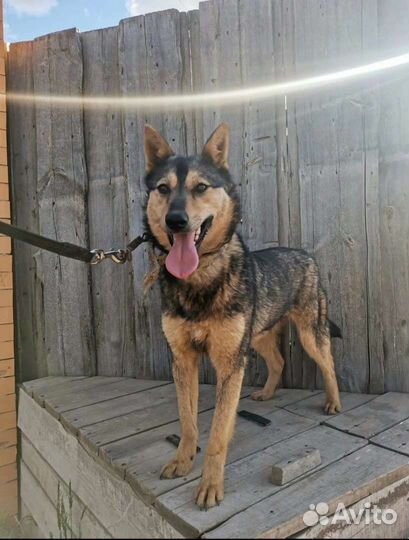 Семейная собака для дома