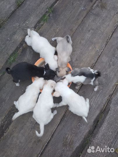 Щенята от маленькой собаки