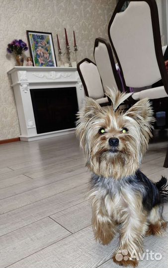 Йоркширский терьер