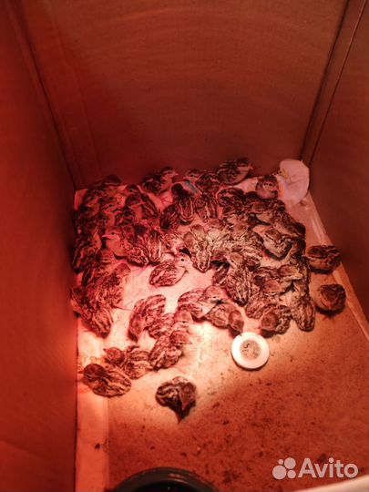 Продаются птенцы горной куропатки: кеклики и руфы