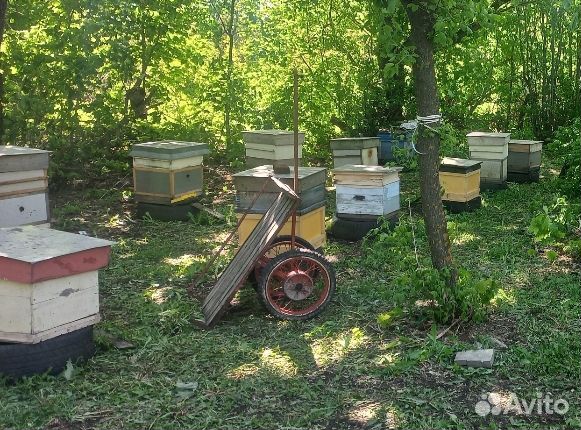 Продам пчелосемьи