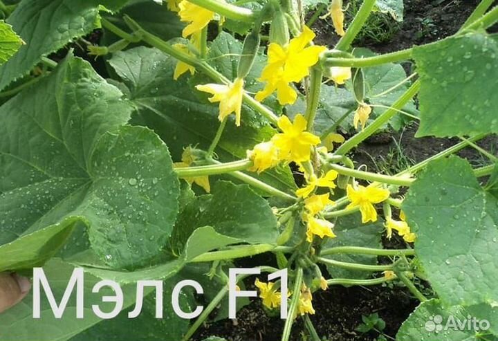 Семена высокоурожайного огурца Мэлс F 1